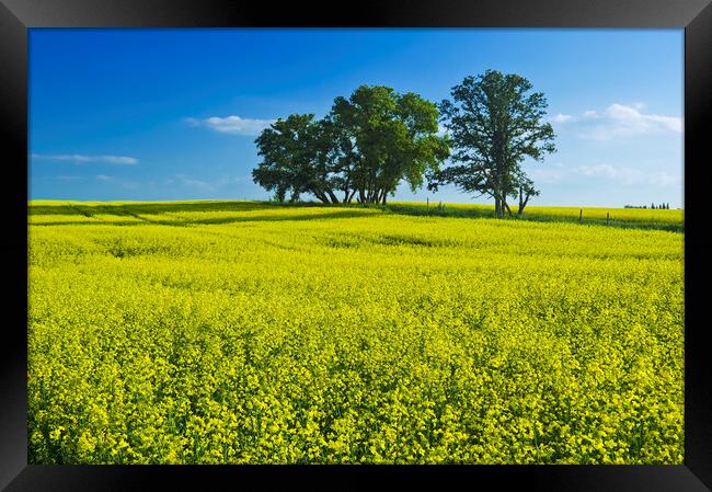 canola field Framed Print by Dave Reede