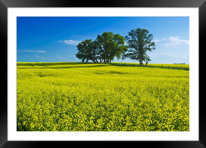 canola field Framed Mounted Print by Dave Reede