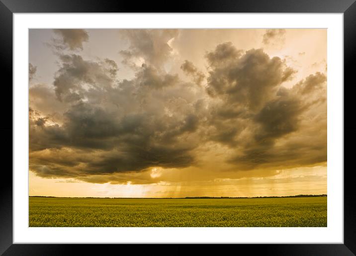 blooming canola field with cumulonimbus cloud in the sky Framed Mounted Print by Dave Reede