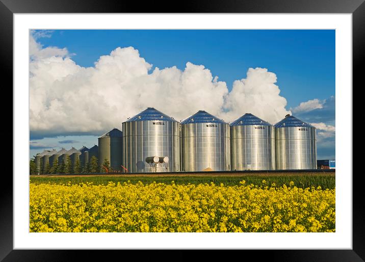 bloom stage canola with grain bins Framed Mounted Print by Dave Reede