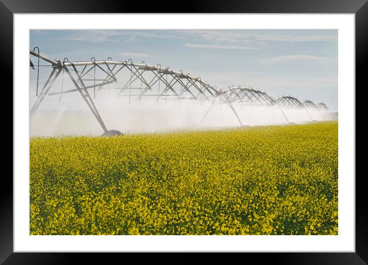 a center pivot irrigation system irrigates bloom stage canola Framed Mounted Print by Dave Reede