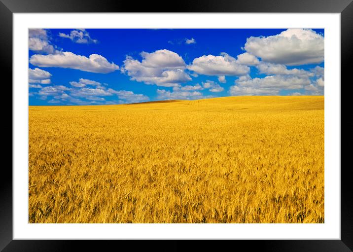 a harvest ready durum wheat field Framed Mounted Print by Dave Reede