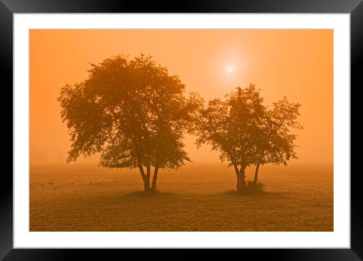 Trees in the Mist Framed Mounted Print by Dave Reede
