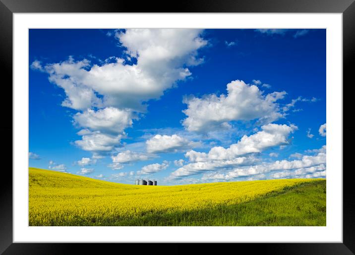 bloom stage canola with grain bins(silos) in the background Framed Mounted Print by Dave Reede