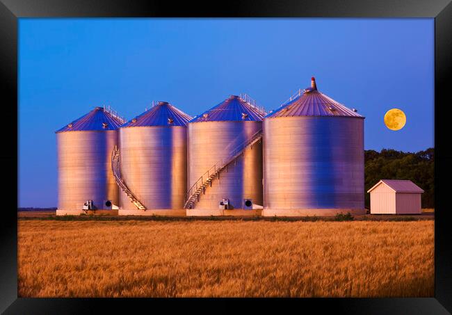 field of mature wheat/new grain bins Framed Print by Dave Reede