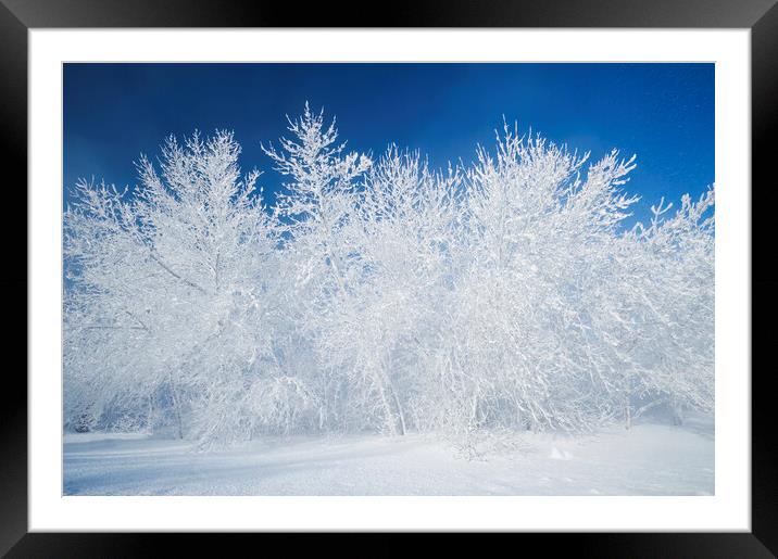 field with frost covered trees Framed Mounted Print by Dave Reede