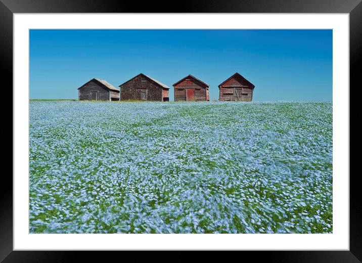 flowering flax field with old grain bins in the background Framed Mounted Print by Dave Reede