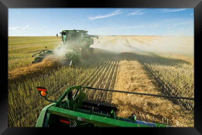 canola harvest Framed Print by Dave Reede