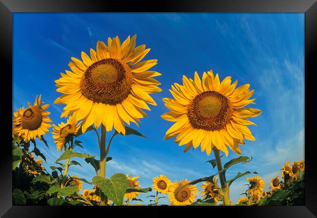 close-up of two sunflowers Framed Print by Dave Reede