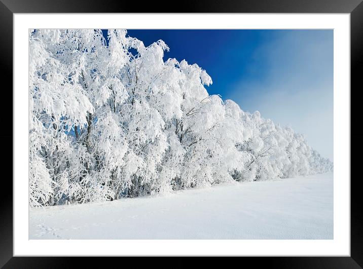 hoarfrost on trees Framed Mounted Print by Dave Reede