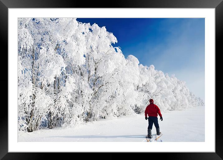 a man snowshoes towards frost covered trees in shelter belt Framed Mounted Print by Dave Reede