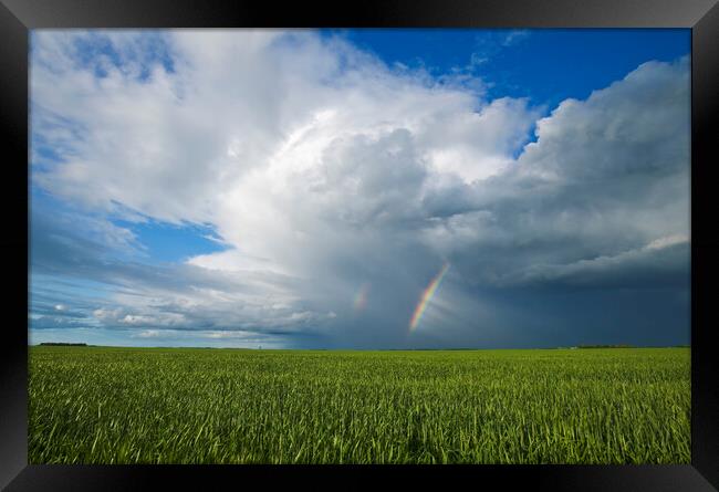 grain field and sky with rainbow  Framed Print by Dave Reede