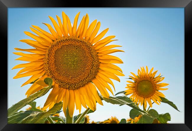 two sunflowers Framed Print by Dave Reede