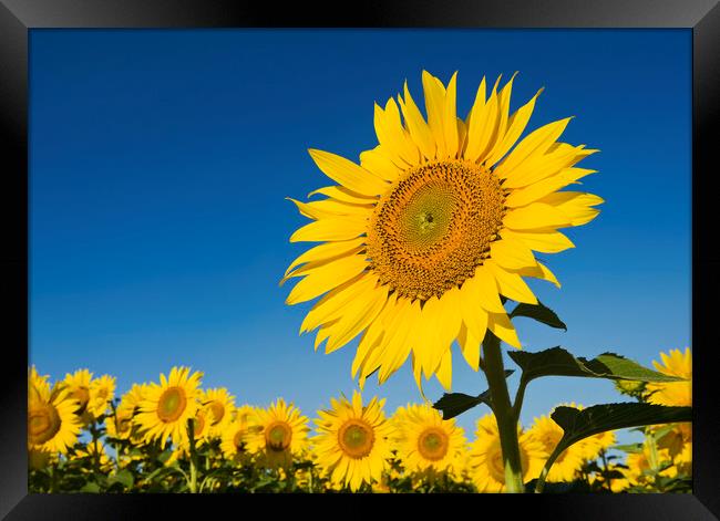 Single Sunflower Framed Print by Dave Reede