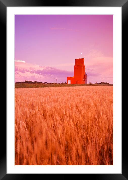 maturing spring wheat field with grain elevator in the background Framed Mounted Print by Dave Reede