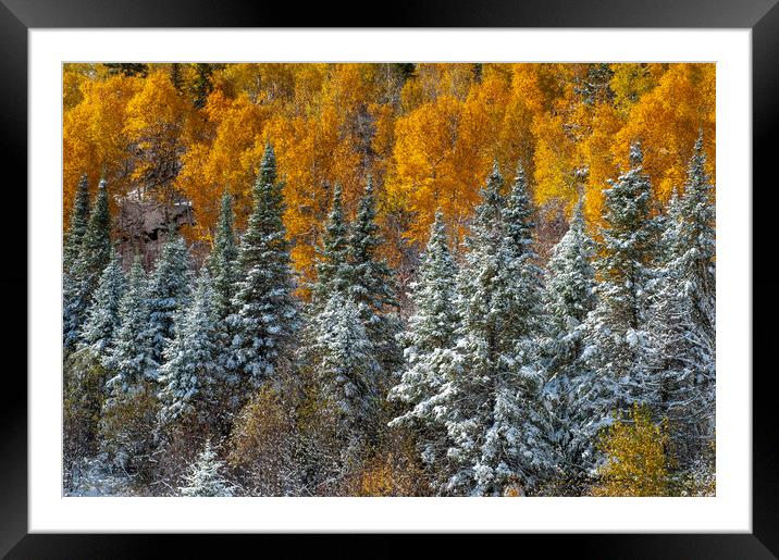 First Snow Framed Mounted Print by Dave Reede