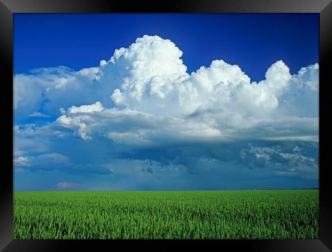 wheat field with a cumulonimbus cloud mass in the background Framed Print by Dave Reede