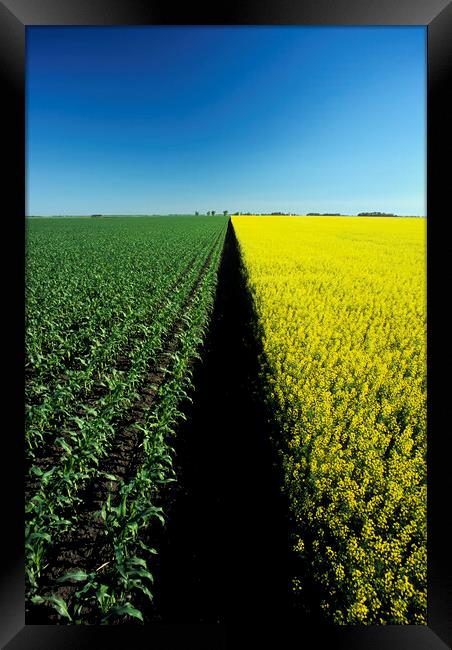 early growth corn and blooming canola Framed Print by Dave Reede