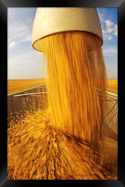 Oat Harvest Framed Print by Dave Reede