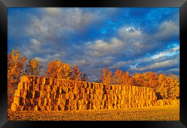 straw bales in autumn light Framed Print by Dave Reede
