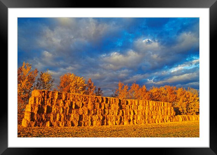 straw bales in autumn light Framed Mounted Print by Dave Reede