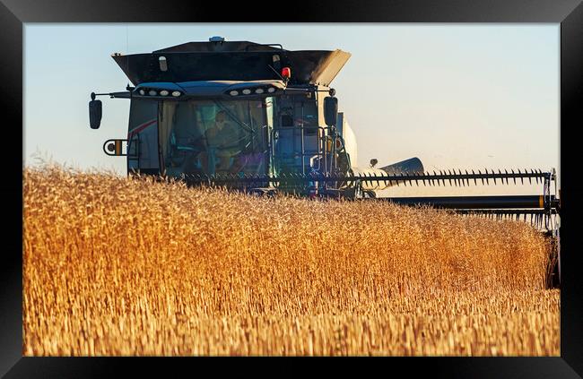 Getting the Harvest Done Framed Print by Dave Reede