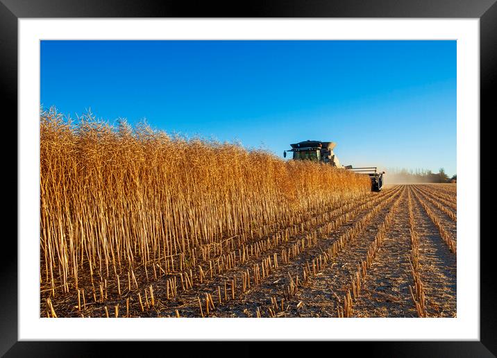 Harvesting the Canola Crop Framed Mounted Print by Dave Reede