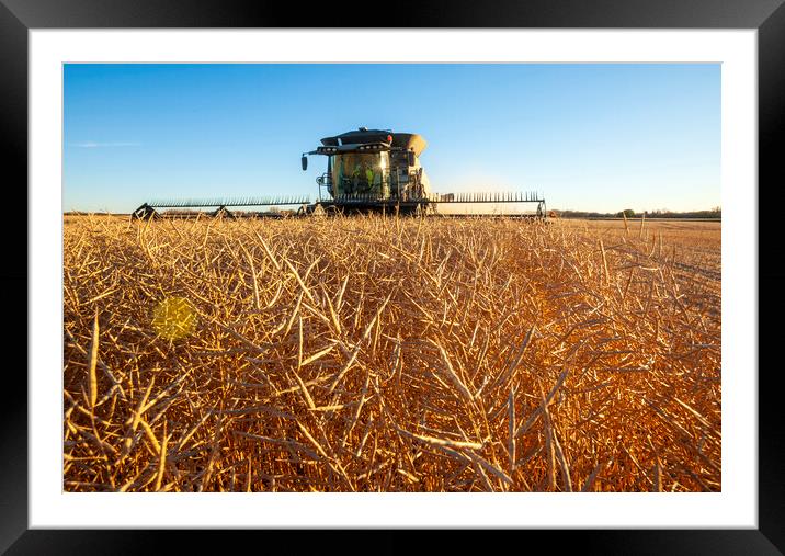 The Harvest Framed Mounted Print by Dave Reede