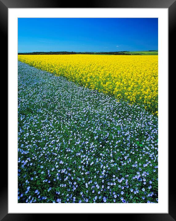 Flax and canola Patterns Framed Mounted Print by Dave Reede