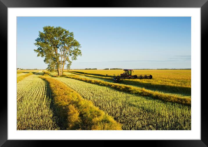 Swathing Canola Framed Mounted Print by Dave Reede