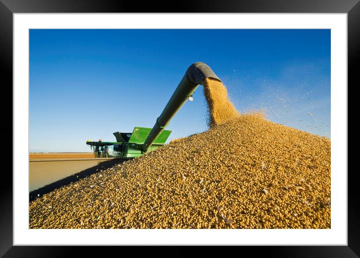 Soybean Harvest Unloading on the Go Framed Mounted Print by Dave Reede
