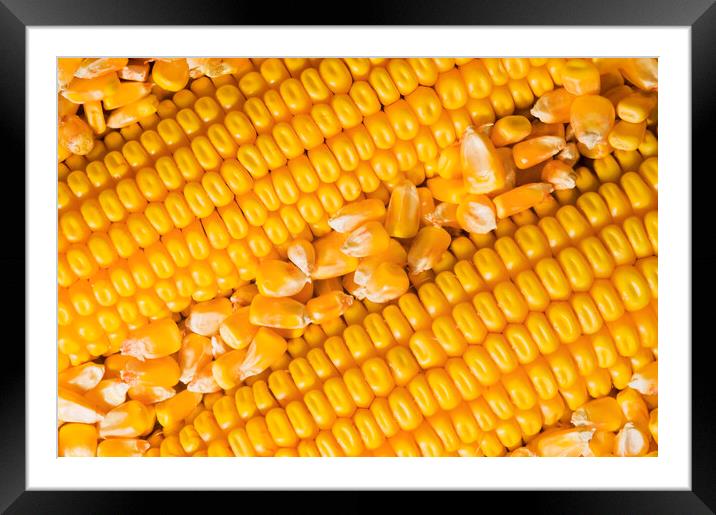 Grain Corn Close-Up Framed Mounted Print by Dave Reede