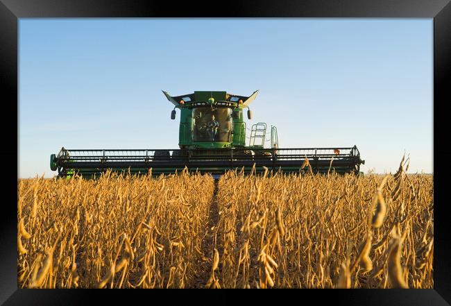 Evening Soybean Harvest Framed Print by Dave Reede