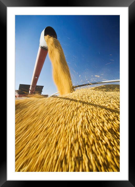 Soybeans in Motion Framed Mounted Print by Dave Reede