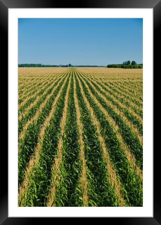 Never Ending Corn Field Framed Mounted Print by Dave Reede