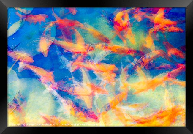 A Colorful Confusion Of Koi Framed Print by Joseph S Giacalone
