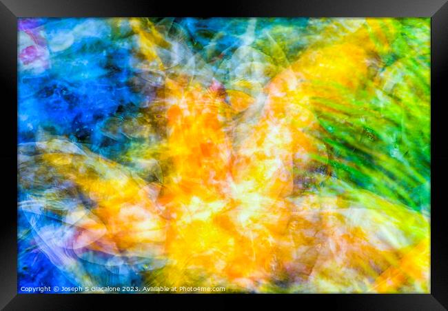 Motion of Colorful Koi Abstract Framed Print by Joseph S Giacalone