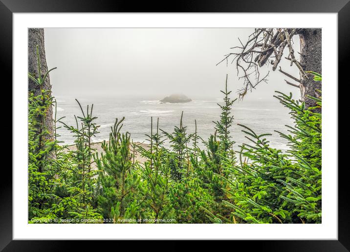 Oregon Coast Pine Trees Framed Mounted Print by Joseph S Giacalone