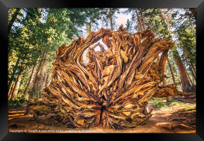 Giant Roots Framed Print by Joseph S Giacalone