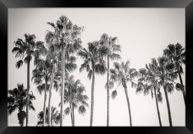 Palm Trees - California Style Framed Print by Joseph S Giacalone