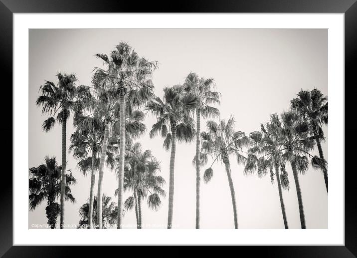Palm Trees - California Style Framed Mounted Print by Joseph S Giacalone