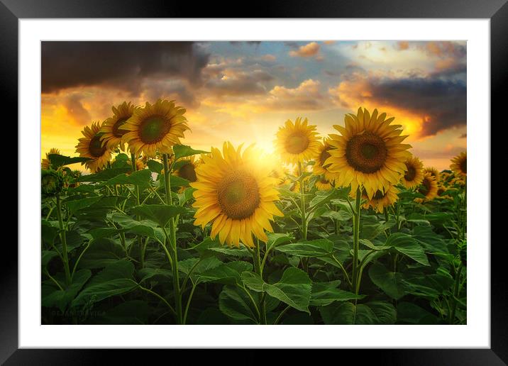 Sunflowers Framed Mounted Print by Dejan Travica