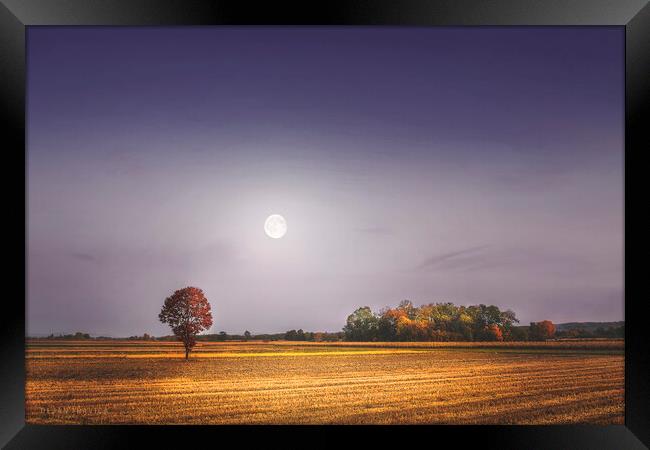 Lonely tree in the field beneath the moon  Framed Print by Dejan Travica