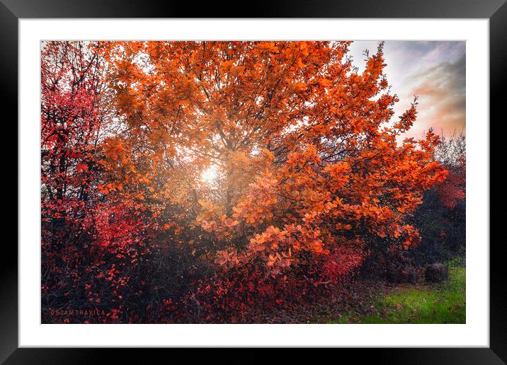 Shining through the autumn leaves Framed Mounted Print by Dejan Travica