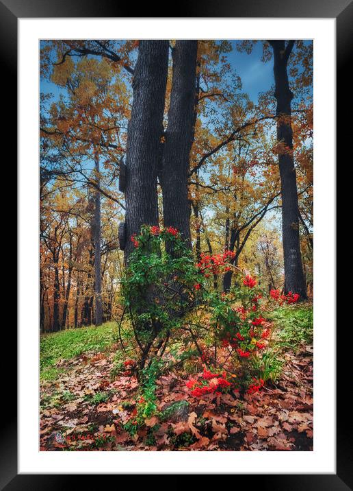 Is it autumn or is it spring? Framed Mounted Print by Dejan Travica