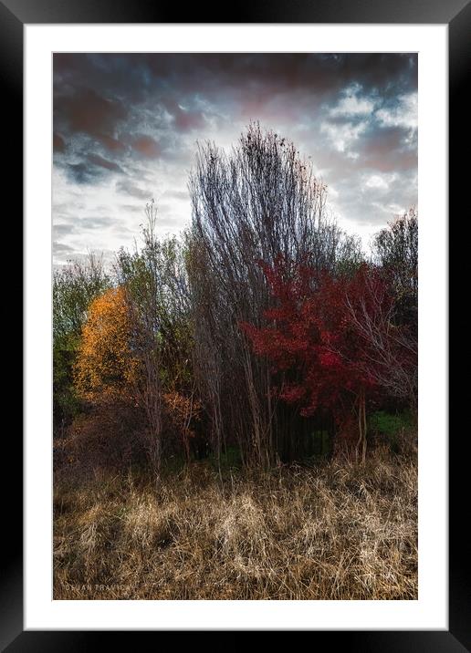 Meet the autumn Framed Mounted Print by Dejan Travica