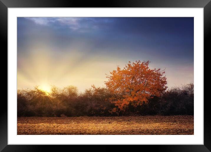 Golden tree in the autumn field Framed Mounted Print by Dejan Travica