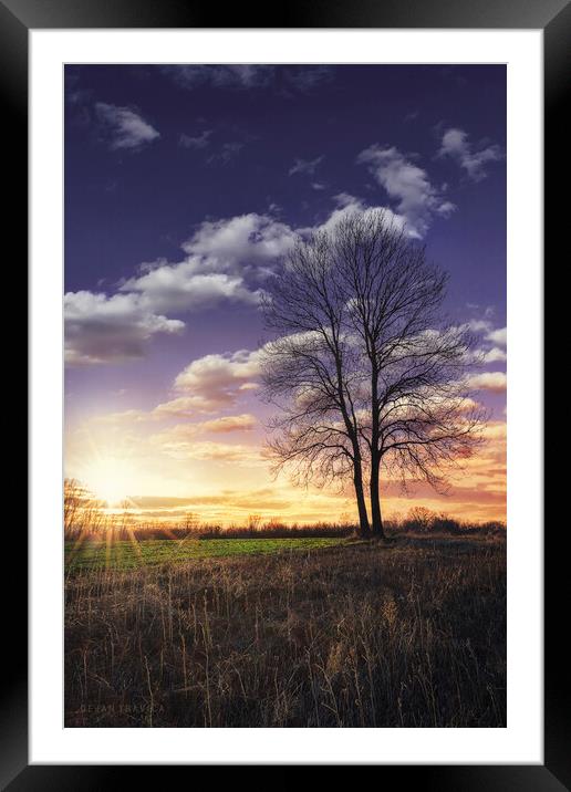 Lonely bare tree at sunset Framed Mounted Print by Dejan Travica