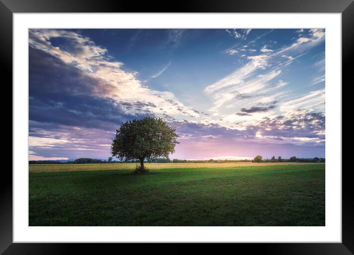Lonely tree in the middle of green field Framed Mounted Print by Dejan Travica