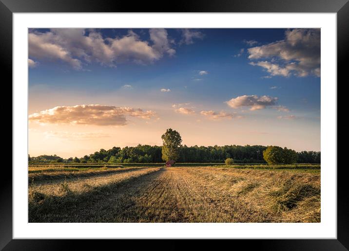 A small old hut at the end of the field of mown hay Framed Mounted Print by Dejan Travica